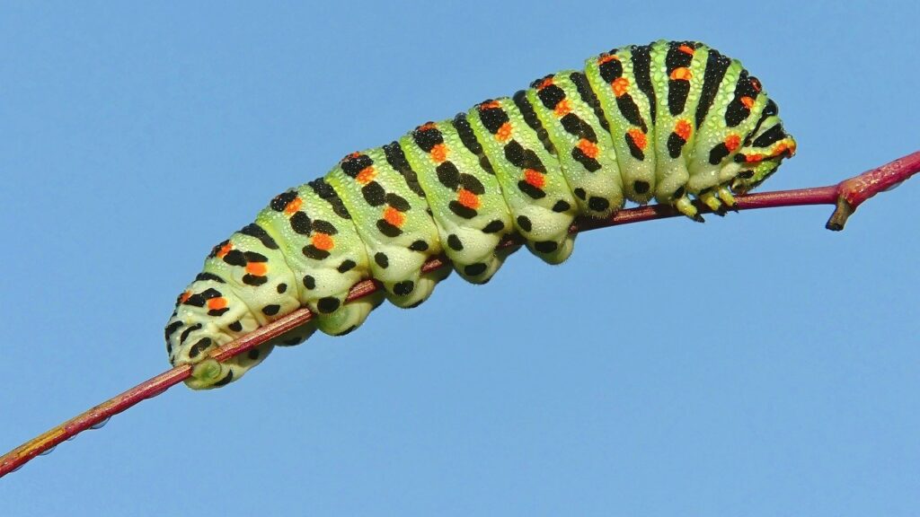 caterpillar, insect, larva-3265899.jpg