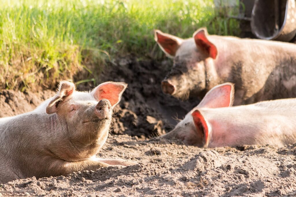 animals, pigs, mammal-4028140.jpg